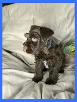 Mocha, a male Miniature Schnauzer for sale in Granbury, TX – 4 of 5