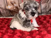 Kia, a female Miniature Schnauzer for sale in Granbury, TX – 2 of 8