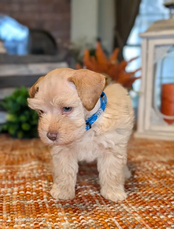 Little Blaze – Miniature Schnauzer puppy for sale in Granbury, TX