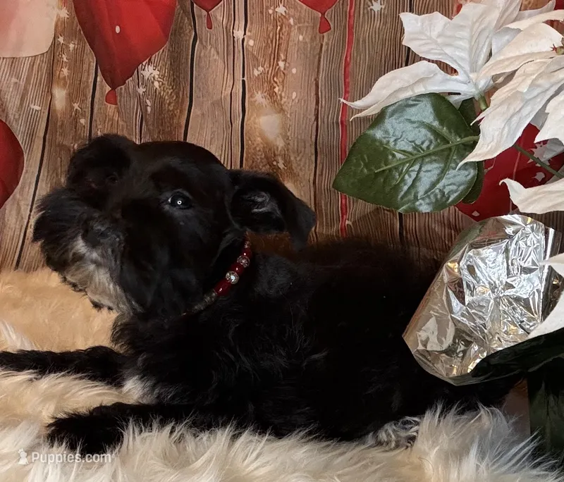 Star – Miniature Schnauzer puppy for sale in Granbury, TX