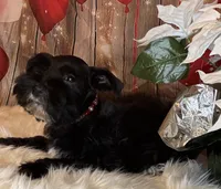 Star, a female Miniature Schnauzer for sale in Granbury, TX – 1 of 6