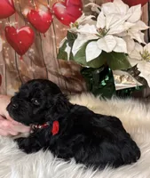 Tahoe, a male Miniature Schnauzer for sale in Granbury, TX – 7 of 7