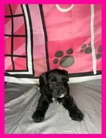 Ariel , a female Miniature Schnauzer for sale in Granbury, TX – 5 of 5