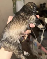 Dakota, a male Miniature Schnauzer for sale in Granbury, TX – 3 of 5