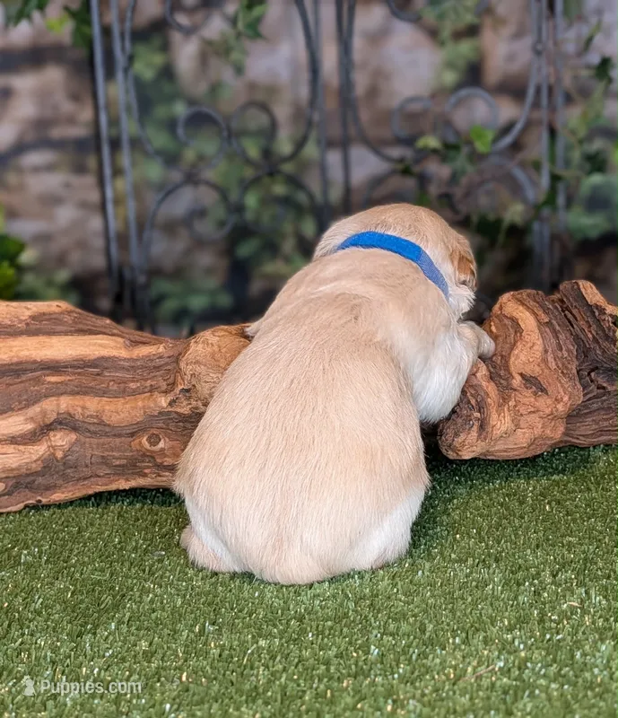 Little Blaze – Miniature Schnauzer puppy for sale in Granbury, TX
