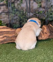Little Blaze, a male Miniature Schnauzer for sale in Granbury, TX – 1 of 6