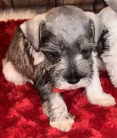 Kia, a female Miniature Schnauzer for sale in Granbury, TX – 8 of 8