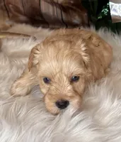 Ranger, a male Miniature Schnauzer for sale in Granbury, TX – 2 of 9