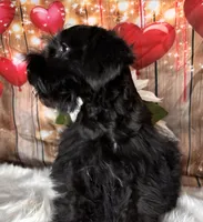 Knight Rider, a male Miniature Schnauzer for sale in Granbury, TX – 4 of 7