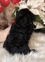Tahoe, a male Miniature Schnauzer for sale in Granbury, TX – 3 of 7