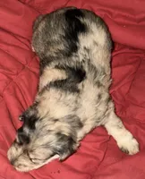 Forrest, a male Miniature Schnauzer for sale in Granbury, TX – 7 of 7