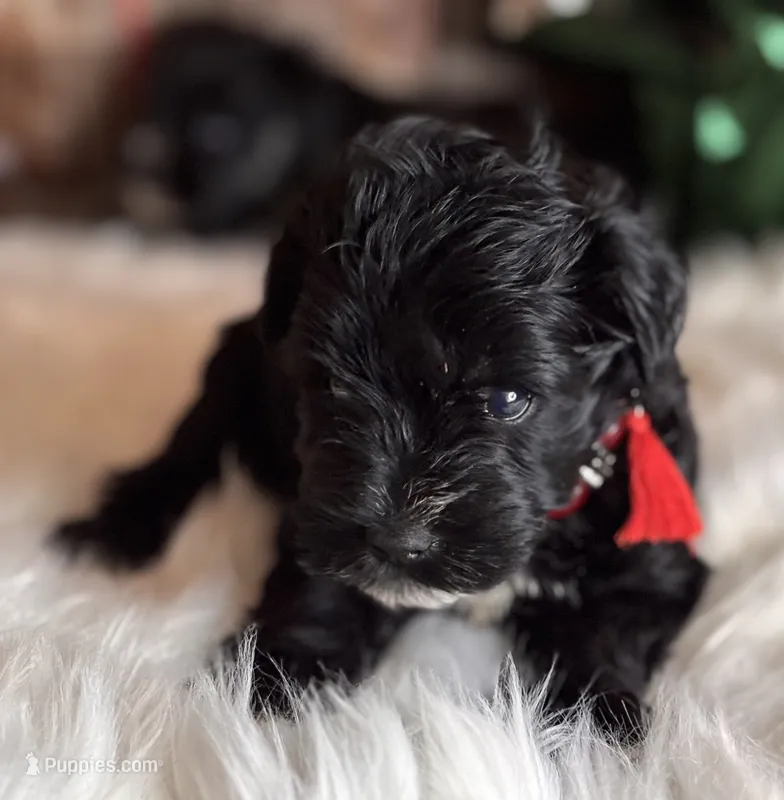 Tabitha – Miniature Schnauzer puppy for sale in Granbury, TX