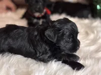 Moya, a female Miniature Schnauzer for sale in Granbury, TX – 9 of 9