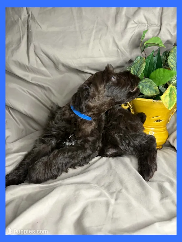 Mocha – Miniature Schnauzer puppy for sale in Granbury, TX