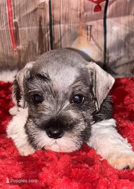 Teddy – Miniature Schnauzer puppy for sale in Granbury, TX