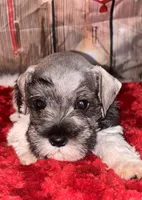 Teddy, a male Miniature Schnauzer for sale in Granbury, TX – 1 of 7