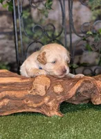 Little Blaze, a male Miniature Schnauzer for sale in Granbury, TX – 2 of 6