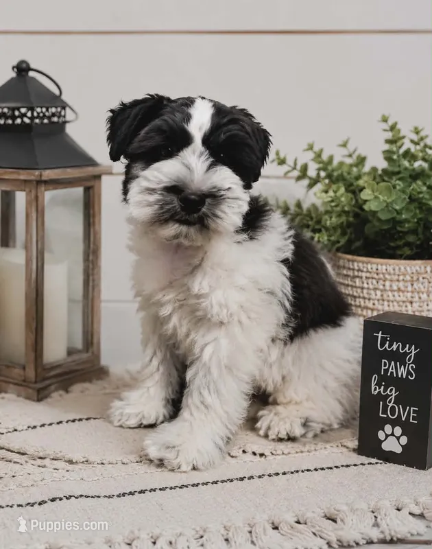 Ike – Miniature Schnauzer puppy for sale in Granbury, TX
