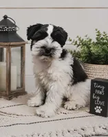 Ike, a male Miniature Schnauzer for sale in Granbury, TX – 1 of 2