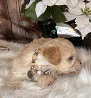 Frosty, a male Miniature Schnauzer for sale in Granbury, TX – 3 of 5