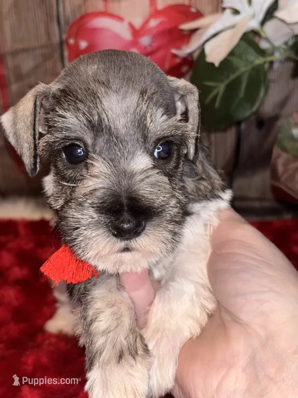 Kia – Miniature Schnauzer puppy for sale in Granbury, TX
