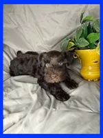 Mocha, a male Miniature Schnauzer for sale in Granbury, TX – 3 of 5