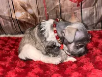 Kia, a female Miniature Schnauzer for sale in Granbury, TX – 3 of 8