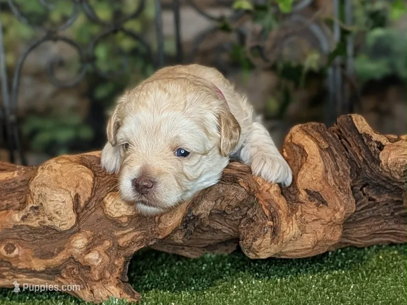 Hot Stuff – Miniature Schnauzer puppy for sale in Granbury, TX
