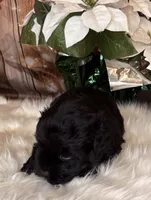 Smokey, a male Miniature Schnauzer for sale in Granbury, TX – 3 of 7