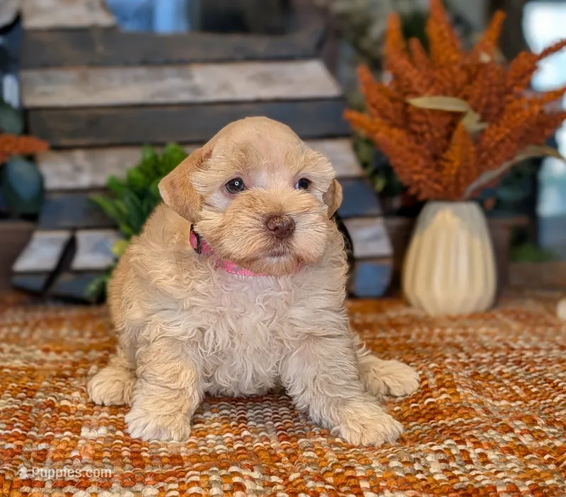 Sunshine  – Miniature Schnauzer puppy for sale in Granbury, TX