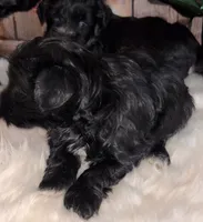 Moya, a female Miniature Schnauzer for sale in Granbury, TX – 3 of 9