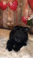 Knight Rider, a male Miniature Schnauzer for sale in Granbury, TX – 1 of 6