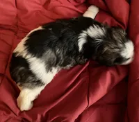 Jumanji, a male Miniature Schnauzer for sale in Granbury, TX – 4 of 7