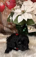 Tahoe, a male Miniature Schnauzer for sale in Granbury, TX – 6 of 7
