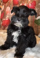 Star, a female Miniature Schnauzer for sale in Granbury, TX – 3 of 6