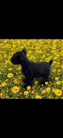 Annie, a female Miniature Schnauzer for sale in Granbury, TX – 4 of 6
