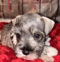 Kia, a female Miniature Schnauzer for sale in Granbury, TX – 7 of 8