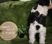 Ike, a male Miniature Schnauzer for sale in Granbury, TX – 2 of 2