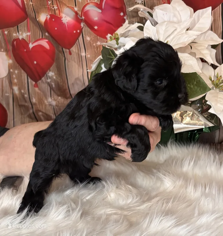 Smokey – Miniature Schnauzer puppy for sale in Granbury, TX