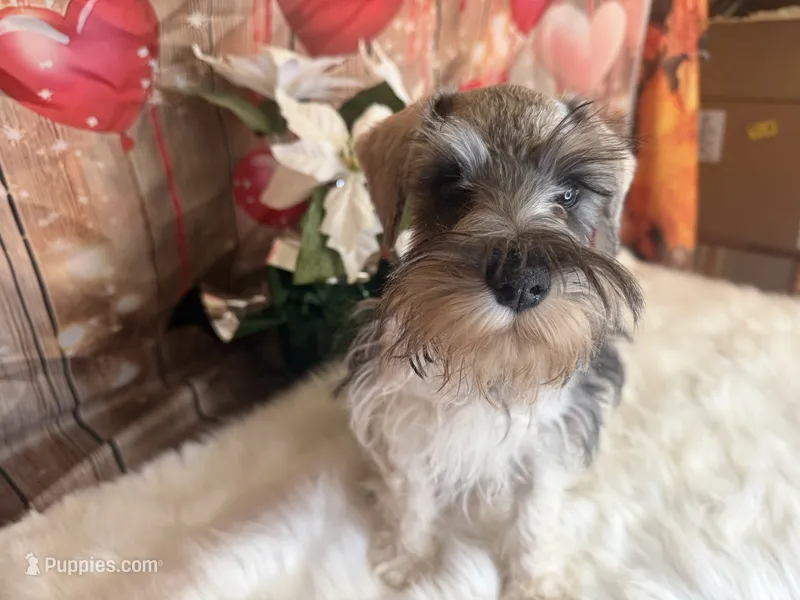 Teddy – Miniature Schnauzer puppy for sale in Granbury, TX