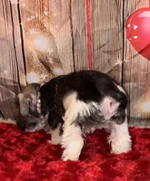 Teddy, a male Miniature Schnauzer for sale in Granbury, TX – 5 of 7