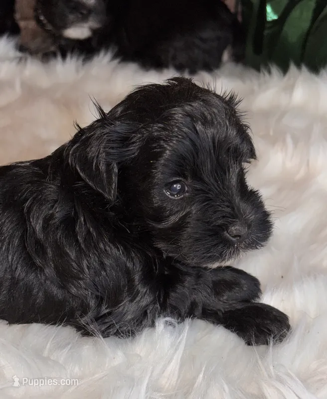 Morgan – Miniature Schnauzer puppy for sale in Granbury, TX