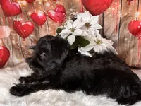 Knight Rider, a male Miniature Schnauzer for sale in Granbury, TX – 7 of 7