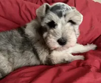Forrest, a male Miniature Schnauzer for sale in Granbury, TX – 5 of 7