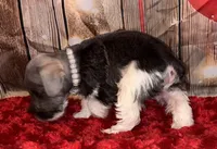 Teddy, a male Miniature Schnauzer for sale in Granbury, TX – 4 of 7
