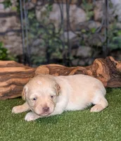 Little Blaze, a male Miniature Schnauzer for sale in Granbury, TX – 5 of 6