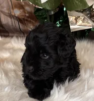 Smokey, a male Miniature Schnauzer for sale in Granbury, TX – 7 of 7