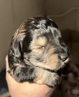 Dakota, a male Miniature Schnauzer for sale in Granbury, TX – 1 of 5