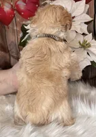 Frosty, a male Miniature Schnauzer for sale in Granbury, TX – 4 of 5