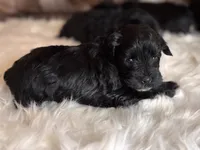 Moya, a female Miniature Schnauzer for sale in Granbury, TX – 8 of 9
